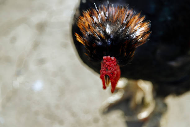 Plume of rooster seen from above