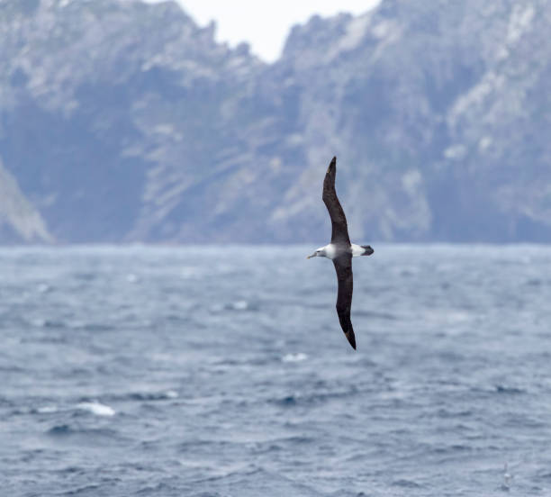 istock Adult White-capped Albatross (Thalassarche steadi) 1163956286