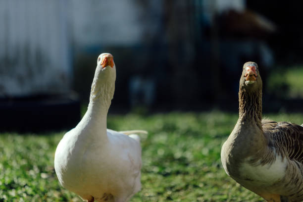 deux oies blanches et grises prenant un bain de soleil sur une ferme - 11902 photos et images de collection