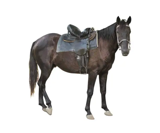 Photo of Dark brown adult horse looking forward isolated