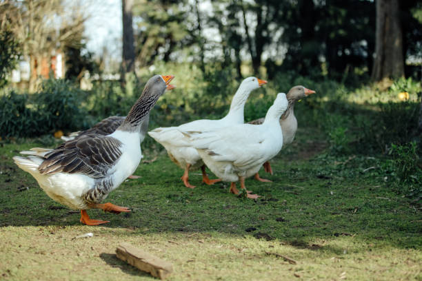 istock Group of white and gray geese walk through a farm 1163958895
