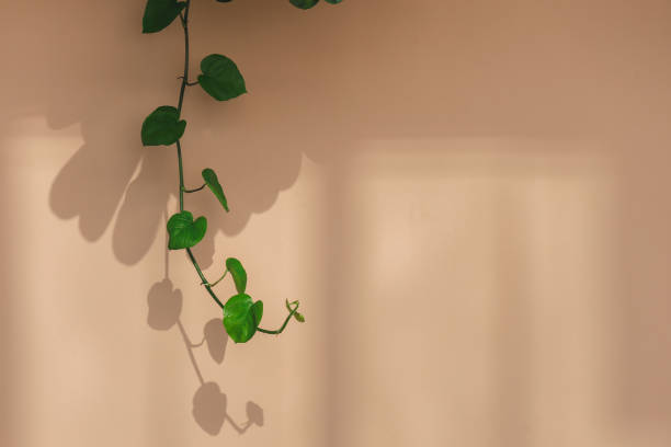 istock Green ivy on old rose wall picture for background. 1163959470