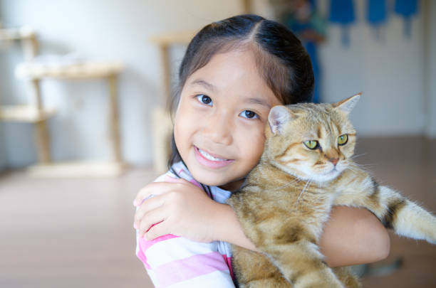 Cute asian girl hug and play Scottish fold cat at home, Pet animal concept