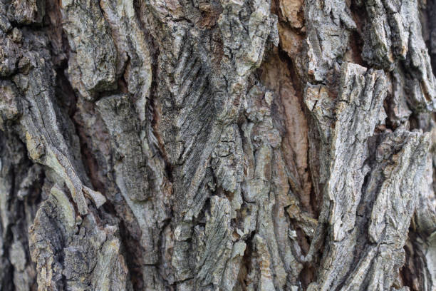 écorce d'arbre d'orme dans des croissances et des fissures plan rapproché comme fond - bark elm tree oak tree wood photos et images de collection