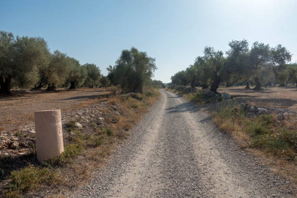istock Centennial olive trees in San mateo, Via augusta de Castellon 1163962954