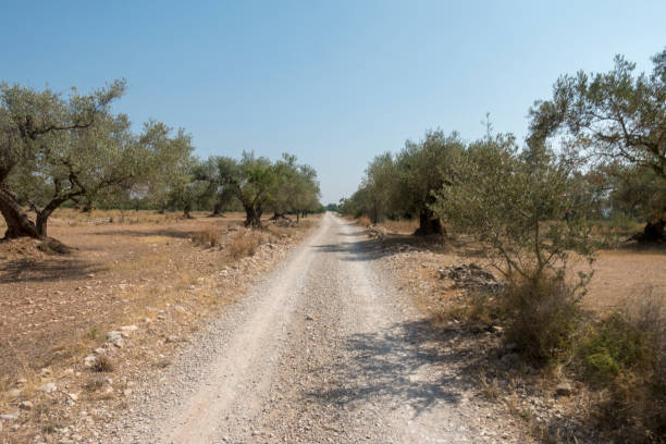 istock Centennial olive trees in San mateo, Via augusta de Castellon 1163962981