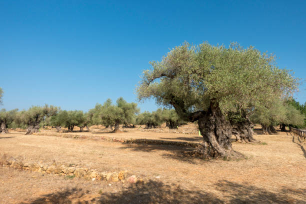 istock Centennial olive trees in San mateo, Via augusta de Castellon 1163962985