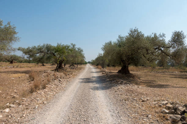 istock Centennial olive trees in San mateo, Via augusta de Castellon 1163962994