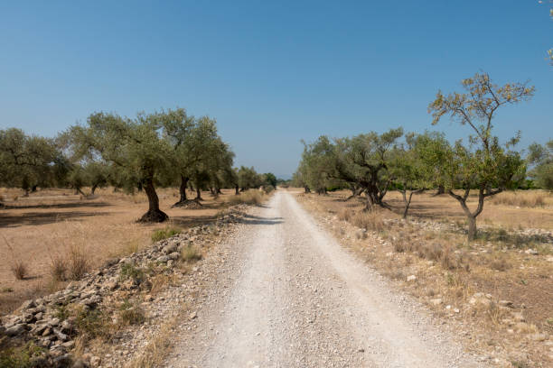 istock Centennial olive trees in San mateo, Via augusta de Castellon 1163962998
