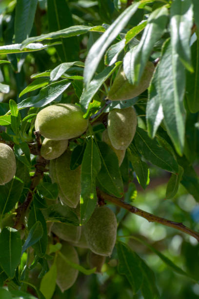 istock Young green almond nuts riping on almond tree 1163964220
