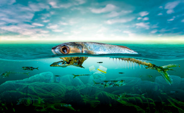 istock Plastic pollution in marine environmental problems Animals in the sea cannot live. And cause plastic pollution in the ocean (Environmental concept) 1163964544