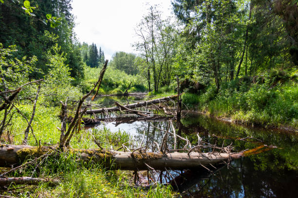 istock beautiful small river nearby the brattfallet 1163965802
