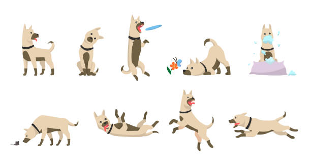 cartoon-hund-set. hunde tricks icons und action-training graben schmutz essen haustier essen springen wackeln schlafen laufen und bellen braun glücklich niedlichen tier posen vektor isoliert symbol illustration - animal sitting brown dog stock-grafiken, -clipart, -cartoons und -symbole