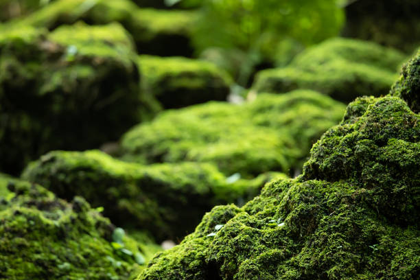 hermoso musgo verde brillante crecido cubrir las piedras ásperas y en el suelo en el bosque. mostrar con vista de macro. rocas llenas de la textura de musgo en la naturaleza para fondo de pantalla. enfoque suave. - musgo fotografías e imágenes de stock