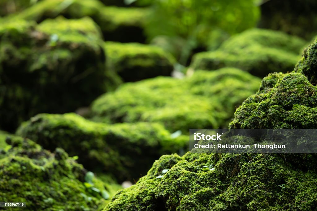 Beautiful Bright Green moss grown up cover the rough stones and on the floor in the forest. Show with macro view. Rocks full of the moss texture in nature for wallpaper. soft focus. Forest Stock Photo