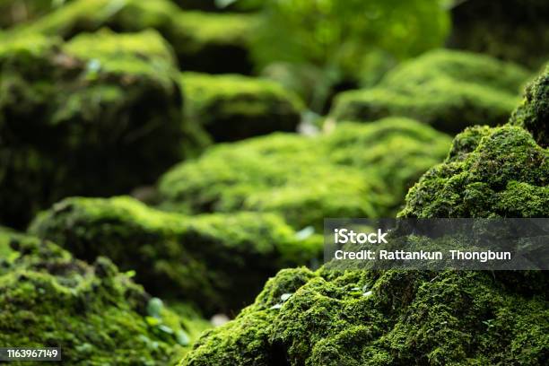 Beautiful Bright Green Moss Grown Up Cover The Rough Stones And On The Floor In The Forest Show With Macro View Rocks Full Of The Moss Texture In Nature For Wallpaper Soft Focus Stock Photo - Download Image Now