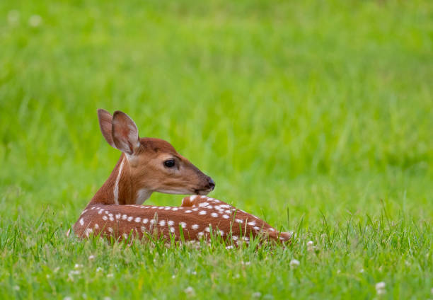 istock White-tailed deer fawn bedded down in an open meadow 1163967183