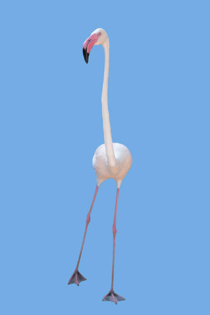 istock White Flamingo stand on the blue background 1163967239