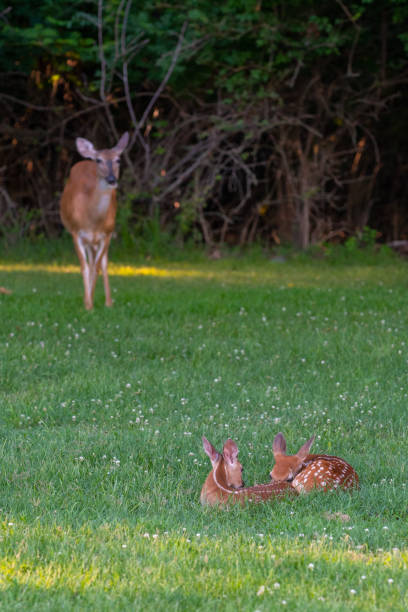 istock A doe and its two fawns 1163967283