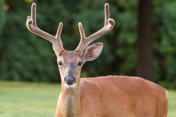istock White-tailed deer buck with velvet antlers 1163967298