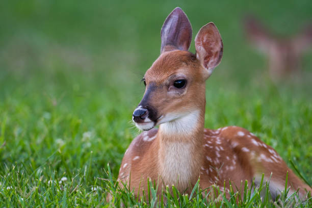 Cute baby white-tailed deer fawn bedded in a green meadow in summer.