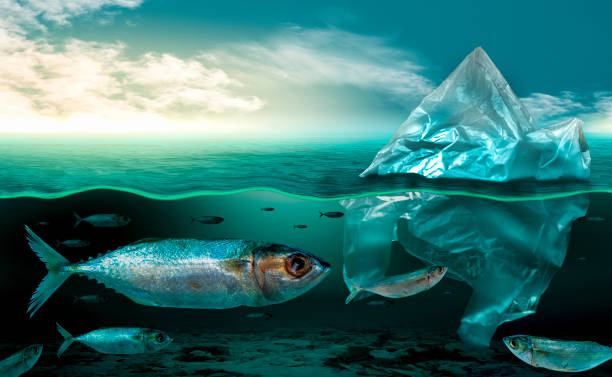 istock Plastic pollution in marine environmental problems Animals in the sea cannot live. And cause plastic pollution in the ocean (Environmental concept) 1163967423