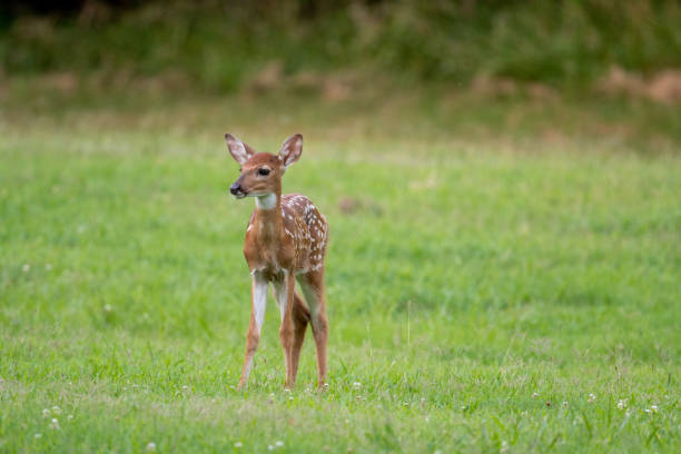 istock white-tailed deer fawn in open meadow 1163967460