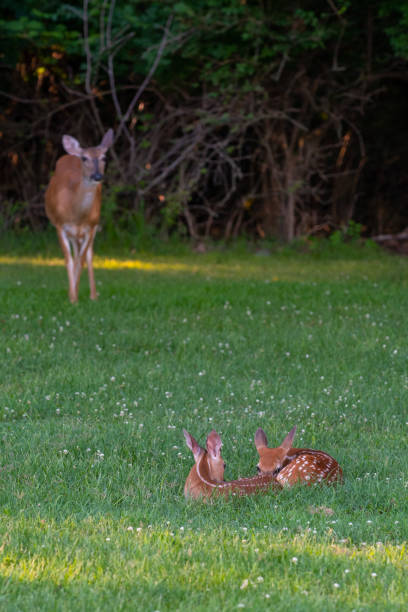 istock A doe and its two fawns 1163967486