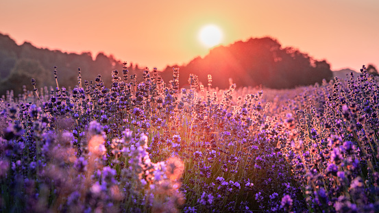 Sunset over german lavender field