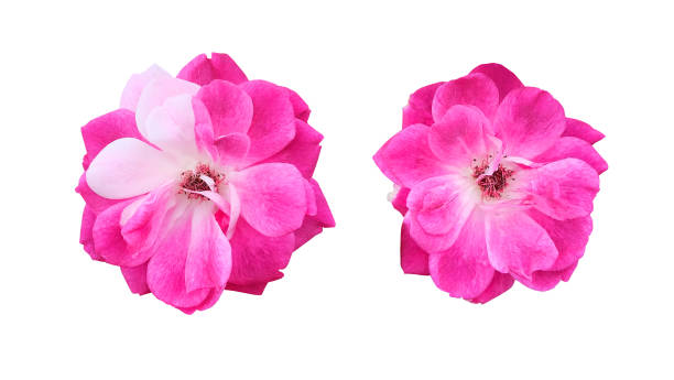 istock Two flowers of bright pink rose isolated 1163967754