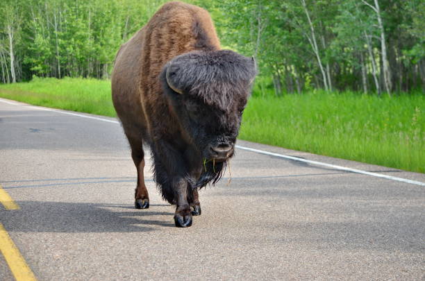 istock Wild Prairie Bison on roadway 1163967795