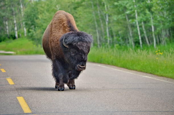 istock Wild Prairie Bison on roadway 1163967800