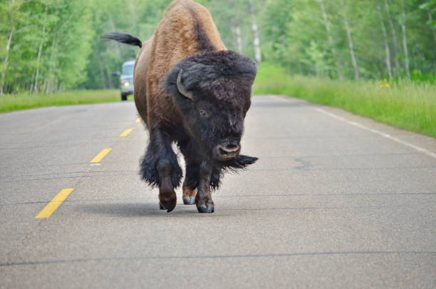 istock Wild Prairie Bison on roadway 1163967803