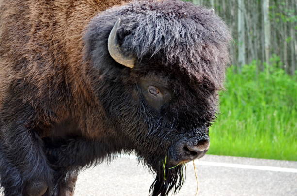 istock Wild Prairie Bison on roadway 1163968458