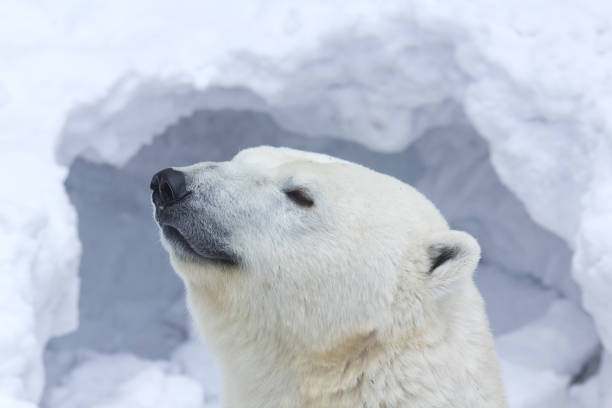 eisbär gesicht nahaufnahme porträt. - polar bear bear white close up stock-fotos und bilder