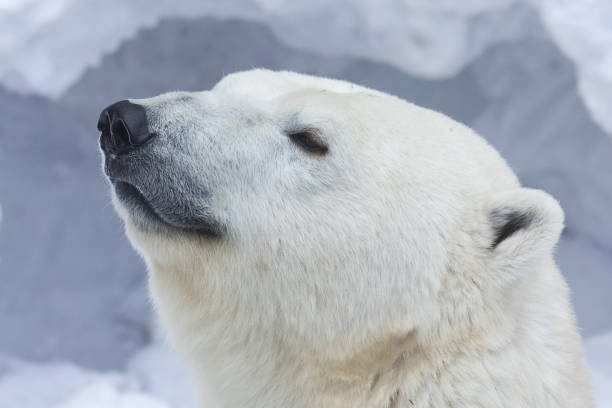 istock Polar bear face close-up portrait. 1163968509