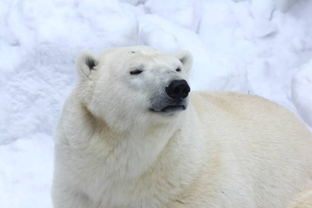 istock Polar bear face close-up portrait. 1163968534