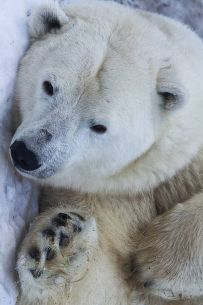 eisbär gesicht nahaufnahme porträt. - polar bear bear white close up stock-fotos und bilder