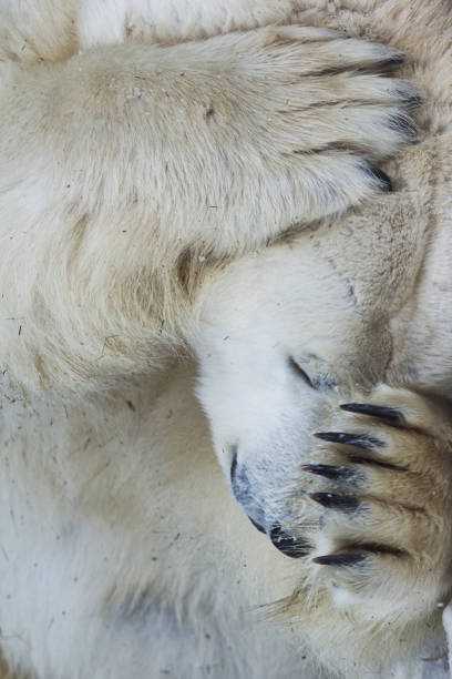 eisbär gesicht nahaufnahme porträt. - polar bear bear white close up stock-fotos und bilder