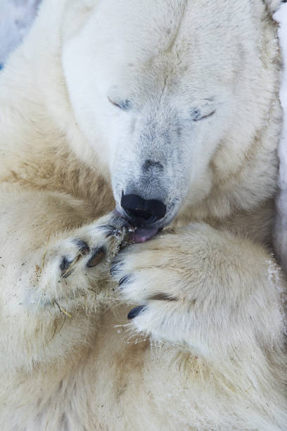 eisbär gesicht nahaufnahme porträt. - polar bear bear white close up stock-fotos und bilder