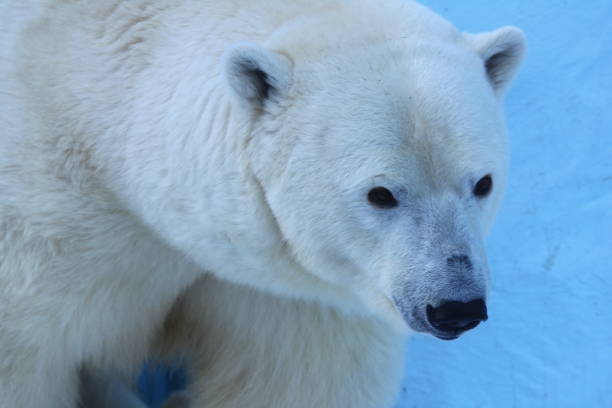 eisbär gesicht nahaufnahme porträt. - polar bear bear white close up stock-fotos und bilder