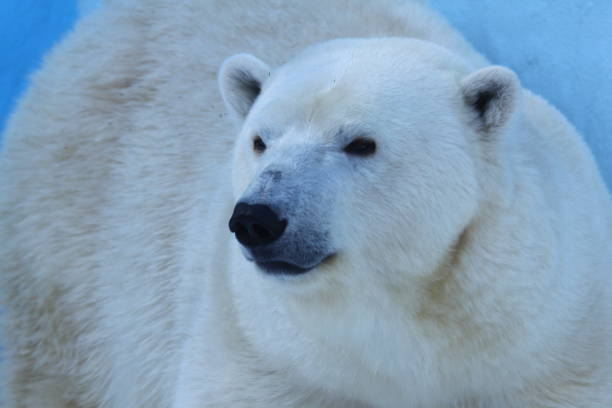 eisbär gesicht nahaufnahme porträt. - polar bear bear white close up stock-fotos und bilder