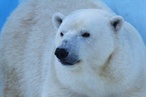 istock Polar bear face close-up portrait. 1163968624