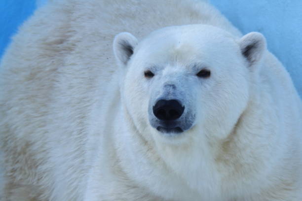 eisbär gesicht nahaufnahme porträt. - polar bear bear white close up stock-fotos und bilder