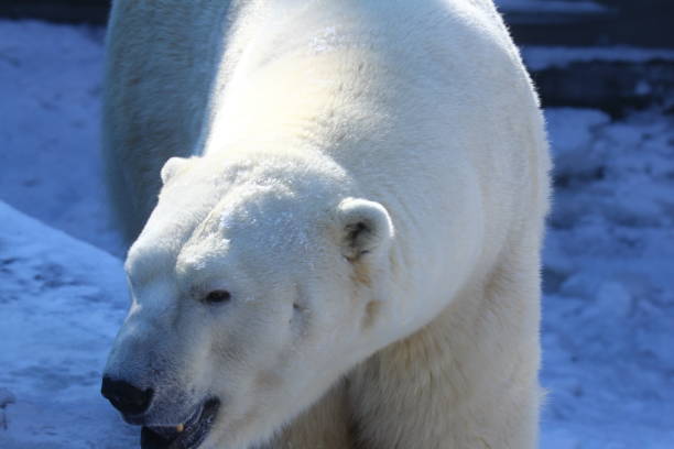 eisbär gesicht nahaufnahme porträt. - polar bear bear white close up stock-fotos und bilder