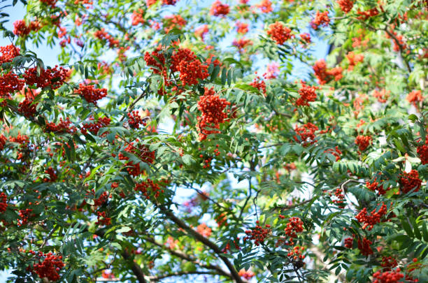 istock Rowan branch with a bunch of red ripe berries. - Image 1163968873