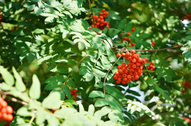 istock Rowan branch with a bunch of red ripe berries. - Image 1163968891