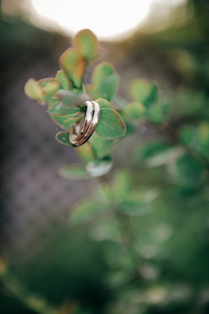 istock wedding,wedding decoration,groom, bride,flowers,wedding rings,the wedding cake,firework 1163969062
