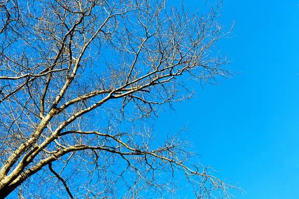 albero nudo senza foglie contro un cielo invernale limpido - fractal clear sky tree sky foto e immagini stock