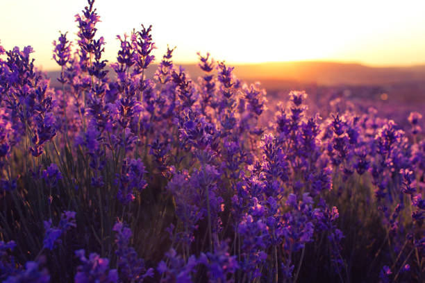 istock Beautiful violet lavender fields in the sunset light. 1163970217